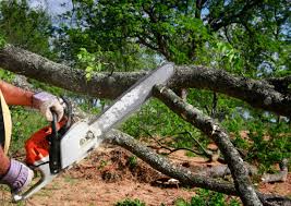 Best Tree Planting Services  in Kerens, TX